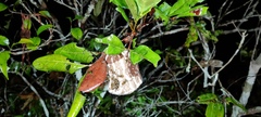 Brachygastra