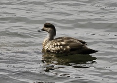 Lophonetta specularioides