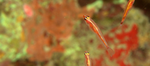 Foto de Trimma de Marine (Trimma marinae)