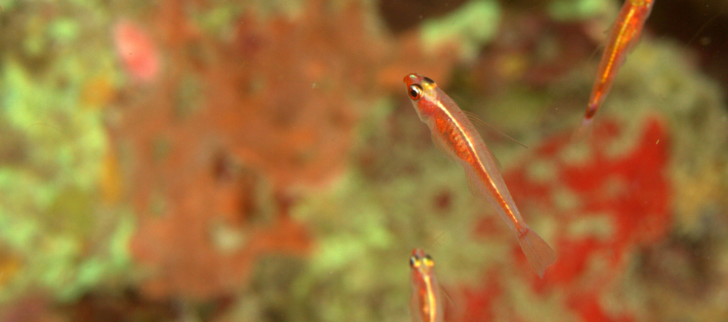 Princess Pygmygoby photo 6