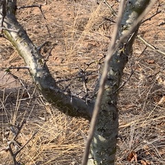 Commiphora glandulosa