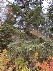Picea