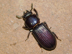 Passalidae