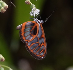 Ithomia eleonora