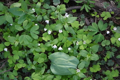 Oxalis acetosella
