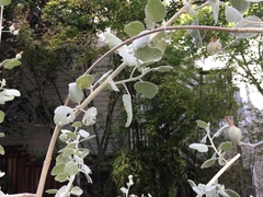 Malacothamnus jonesii