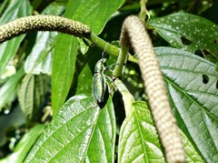 Naupactus auricinctus