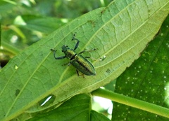 Naupactus auricinctus