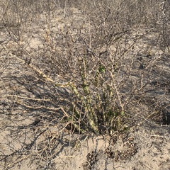 Commiphora glandulosa