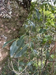 Coptosperma rhodesiacum