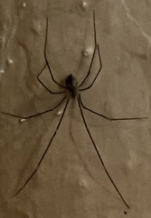 Crossopriza lyoni
