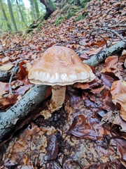 Cortinarius vulpinus