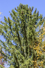 Picea abies