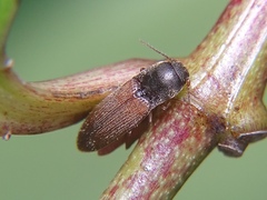 Dolerosomus silaceus