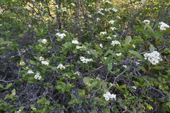 Crataegus castlegarensis