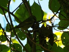 Vermivora chrysoptera