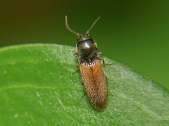 Dolerosomus silaceus