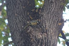 Parus major