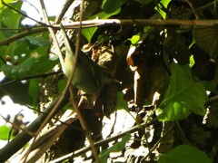 Vermivora chrysoptera