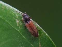 Dolerosomus silaceus