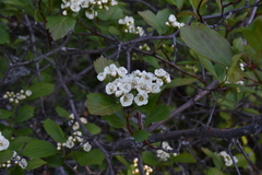 Crataegus castlegarensis