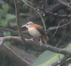 Furnarius leucopus