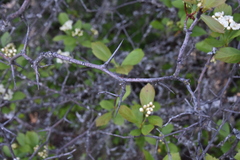 Crataegus castlegarensis