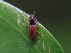 Dolerosomus silaceus