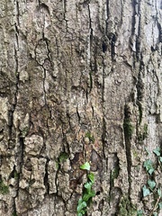 Biscogniauxia atropunctata