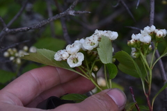 Crataegus castlegarensis