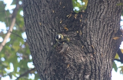 Parus major