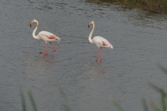 Phoenicopterus roseus