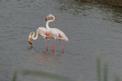 Phoenicopterus roseus