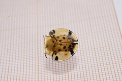 Aspidimorpha miliaris