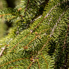 Picea abies