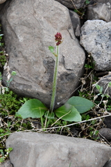 Micranthes hieraciifolia