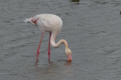Phoenicopterus roseus