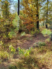 Pinus
