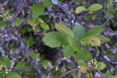 Crataegus castlegarensis