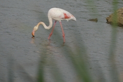 Phoenicopterus roseus