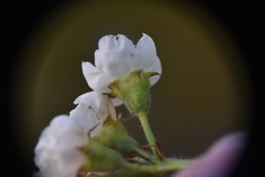 Crataegus castlegarensis