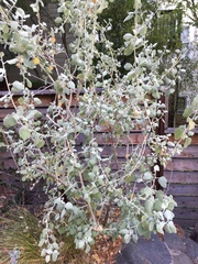 Malacothamnus jonesii