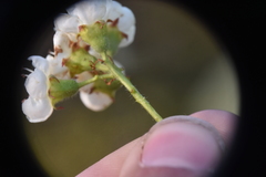 Crataegus castlegarensis
