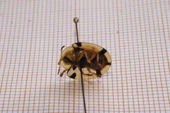 Aspidimorpha miliaris