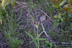Fritillaria affinis