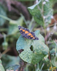 Chlosyne lacinia adjutrix