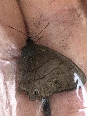 Hermeuptychia hermes