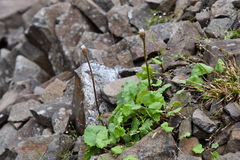 Endocellion glaciale