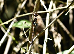 Rhionaeschna planaltica