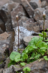 Endocellion glaciale